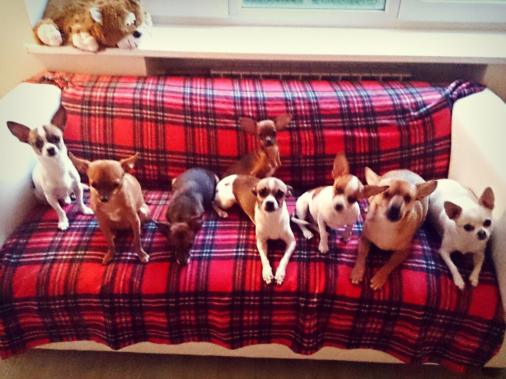 На этом фото двое еще не родились)