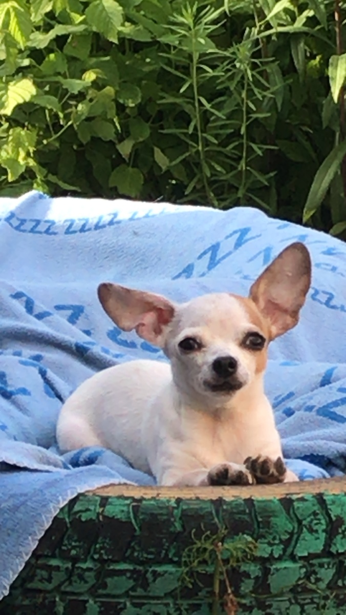 Девятая малышка.