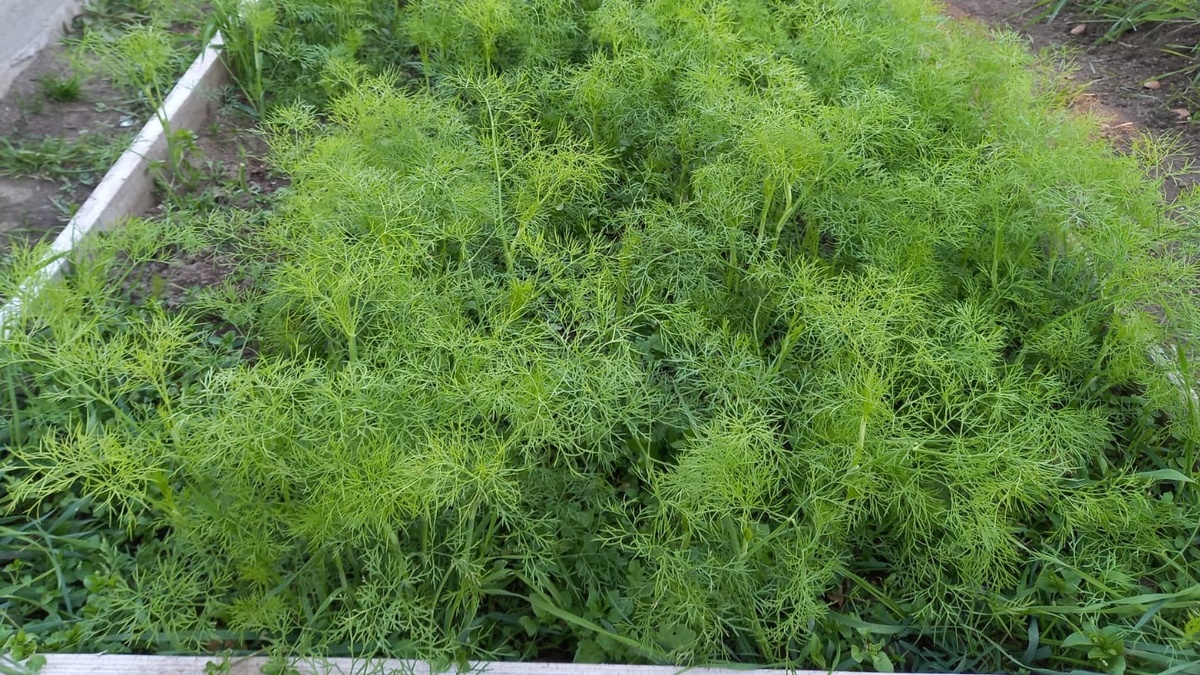 Результат подзимнего посева в октябре