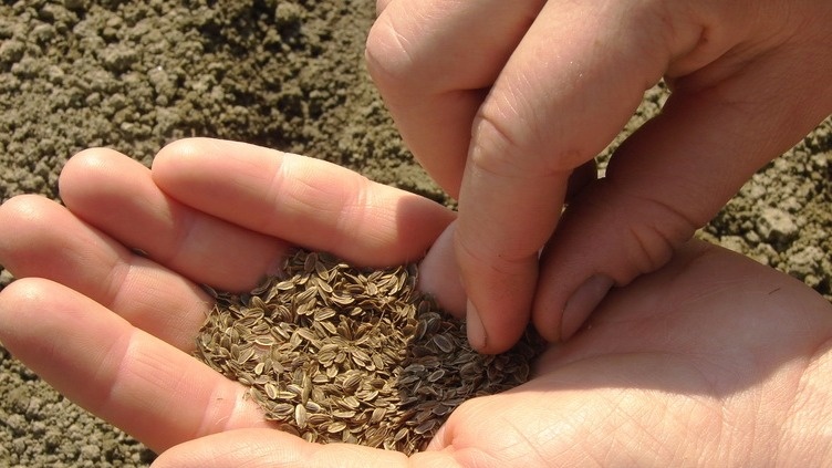 Оптимальная температура для посева — когда земля остыла до +2...+5 градусов