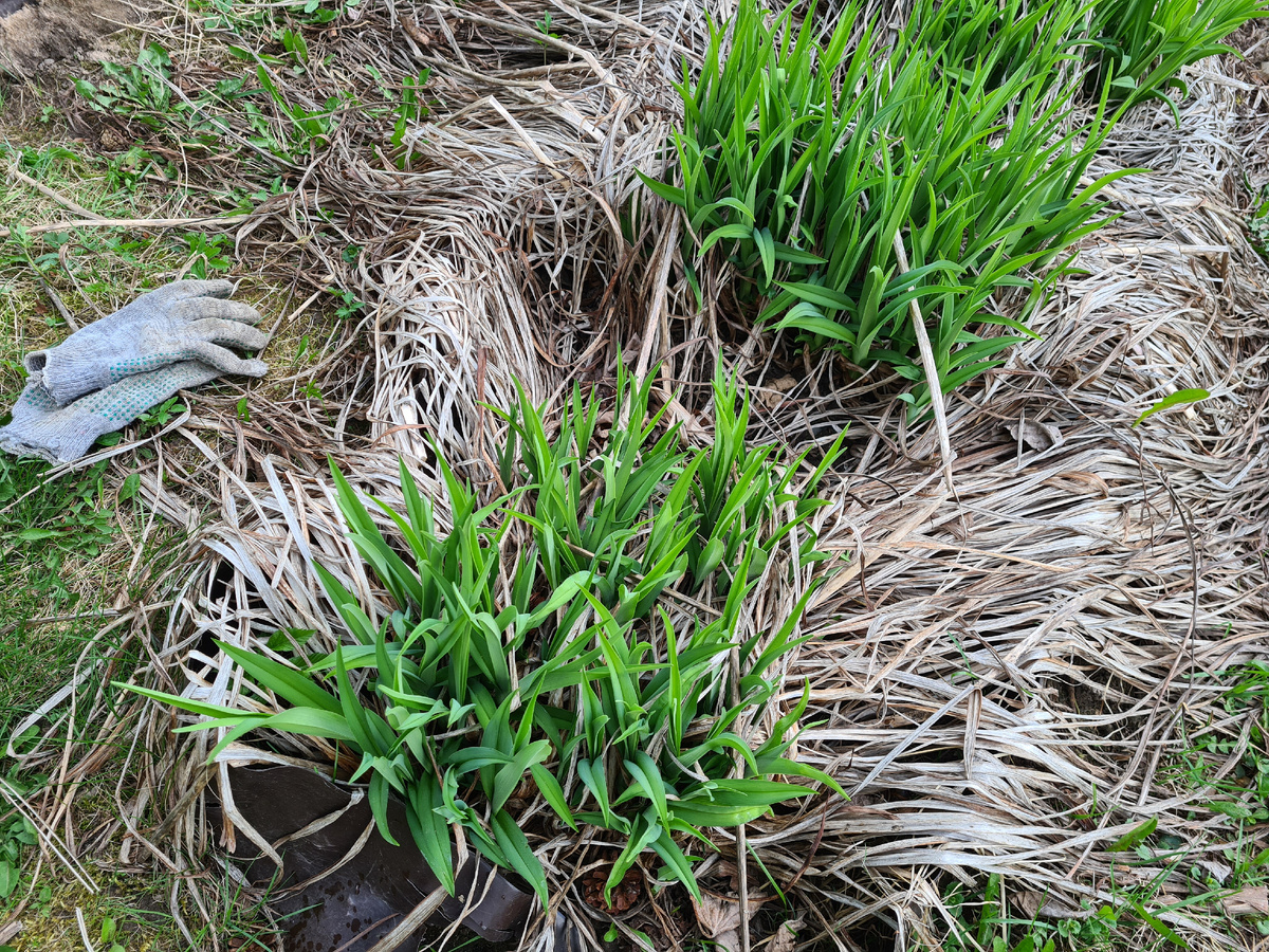 Весной листьям ничего не мешает. Фото из личного архива.