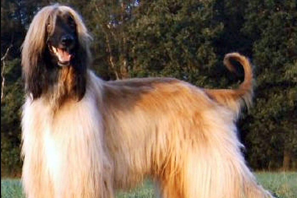 Афганская борзая – древняя порода собак с тысячелетней историей, элегантным видом и преданностью хозяину, завоевавшая всемирное признание.