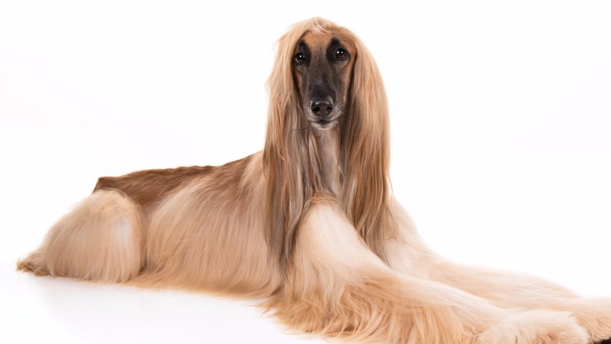 Афганская борзая – крупная собака с величественной осанкой и благородными чертами.