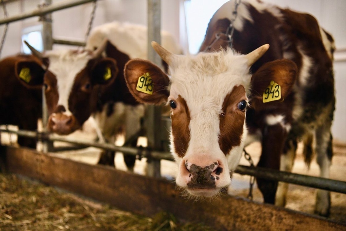    Фото: "Республика"/ Оксана Кудряшова