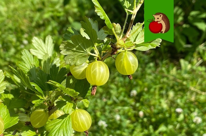 Крыжовнику в октябре – обязательно: 4 процедуры для шикарного урожая в следующем году