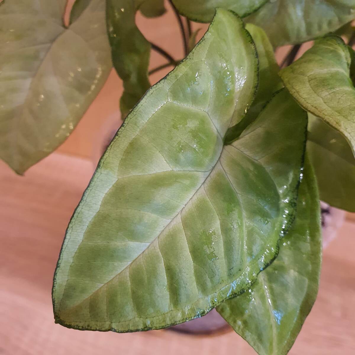 А точно Грин Голд?