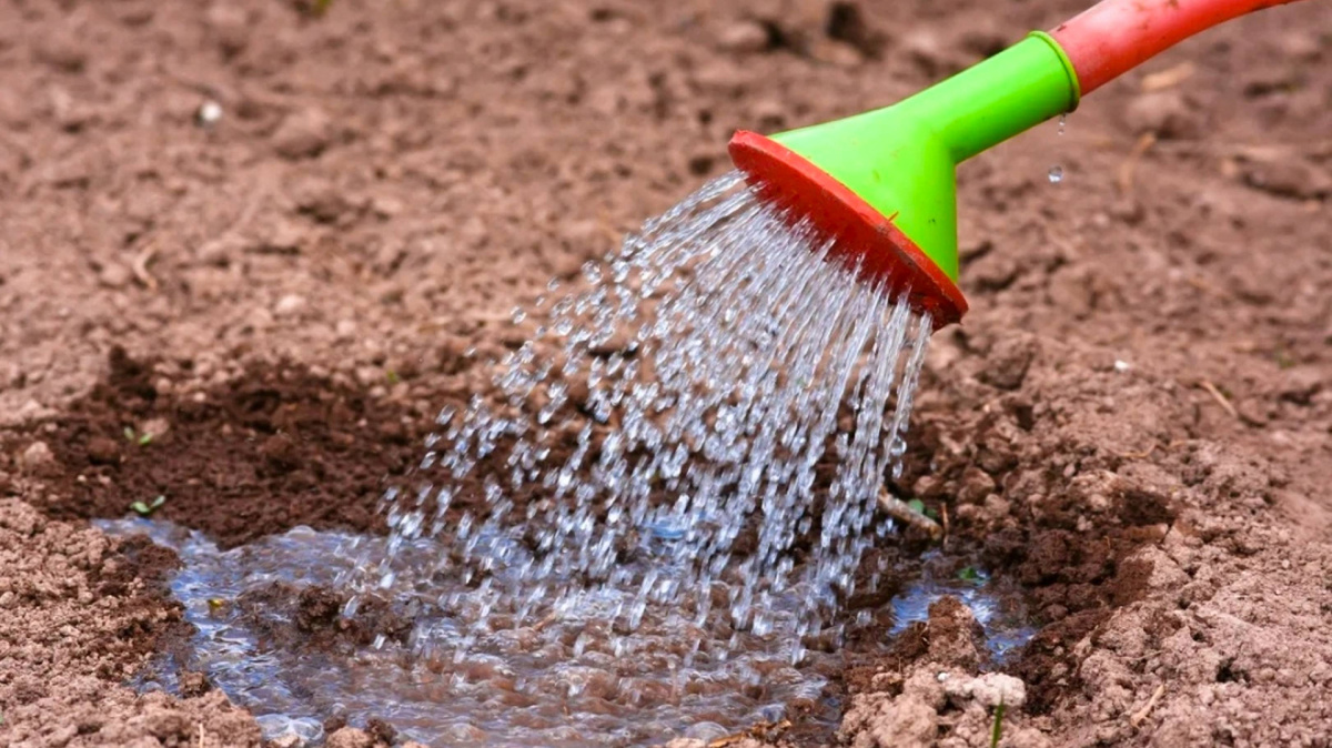 Полив почвы