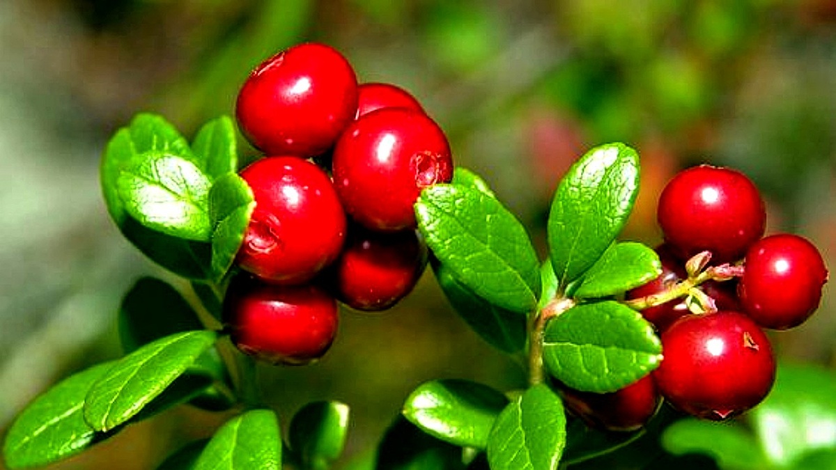 Ягода брусника