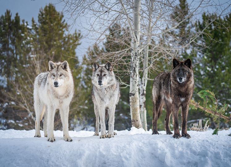 Охотники России больше не нужны. Увеличение тарифов ввергает в ступор