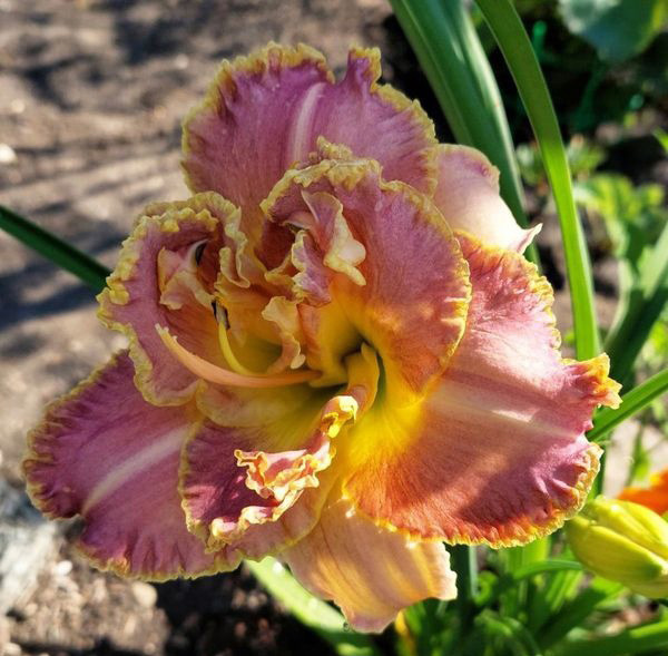 Лилейник сорт "Анлог де старс" - моё цветение