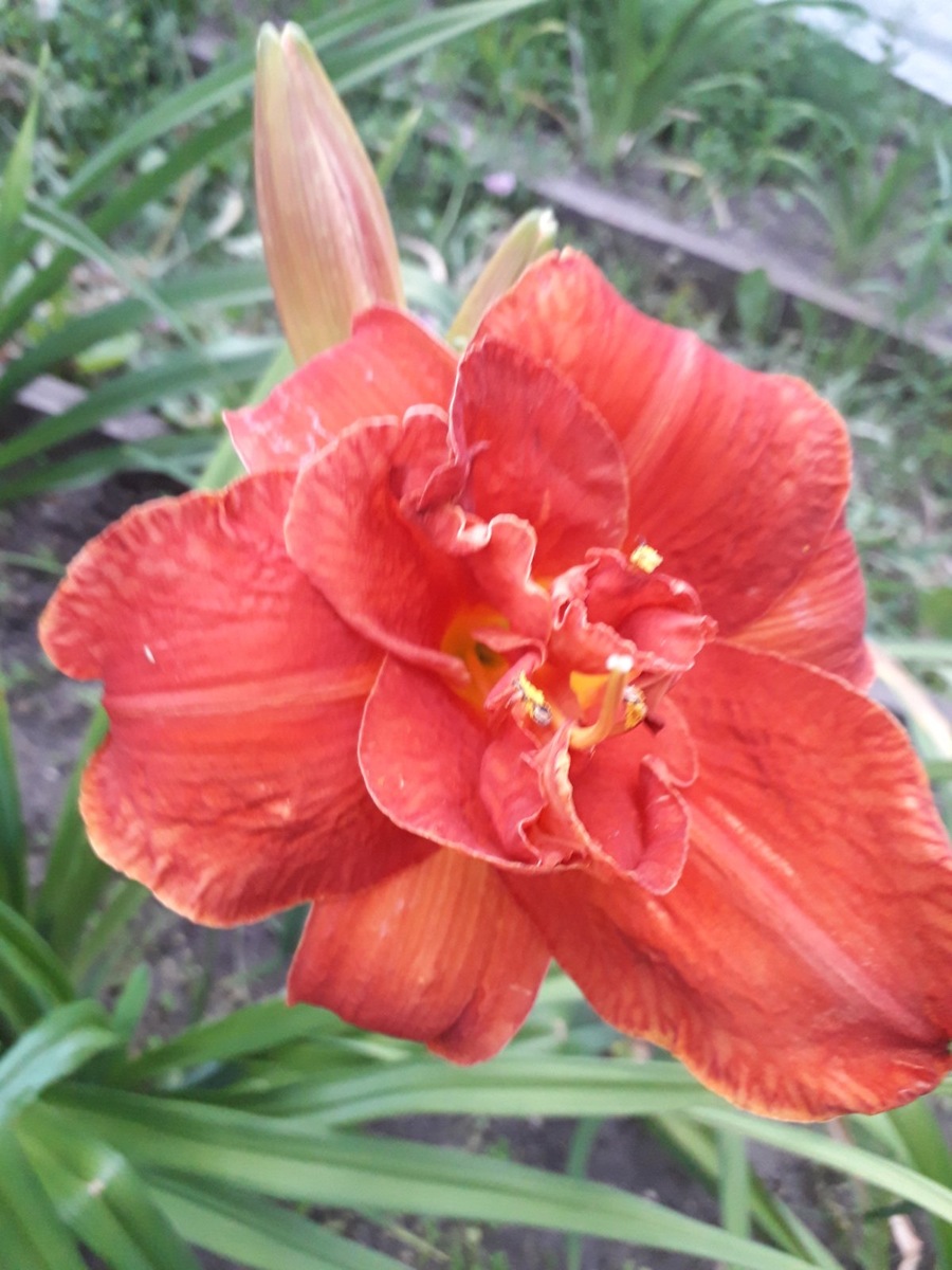 Лилейник Мозес фаер