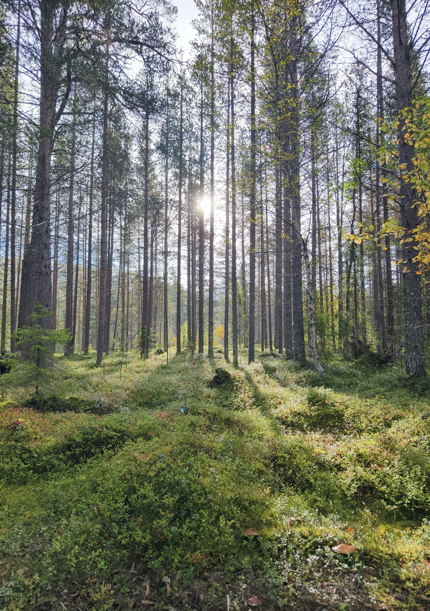 Лес и заросли черники