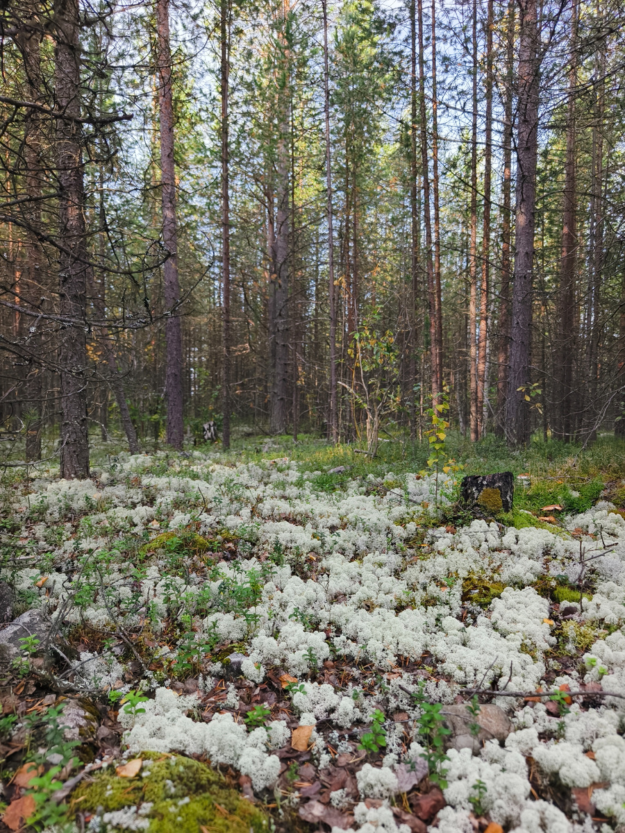 Ягель, он же олений мох