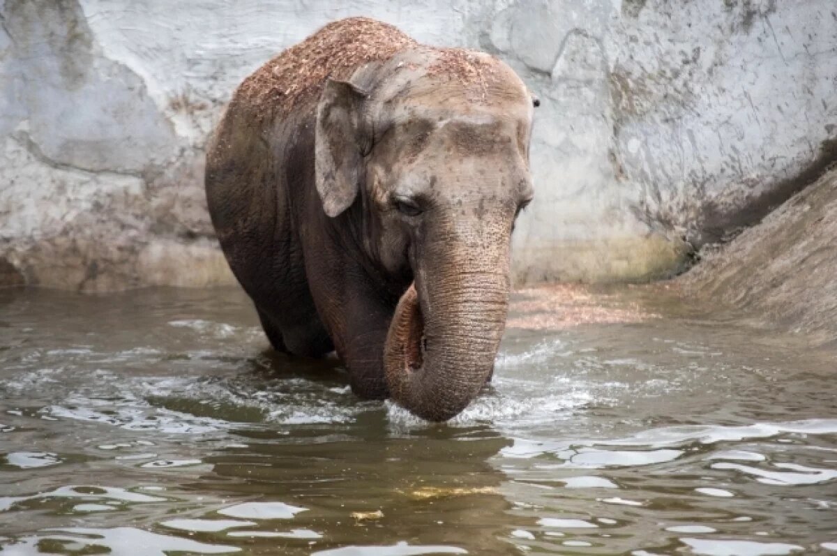    В Калининградском зоопарке жирафов и слона можно увидеть только до 17:00