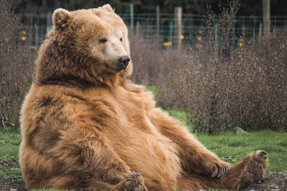     Mark Basarab/Unsplash