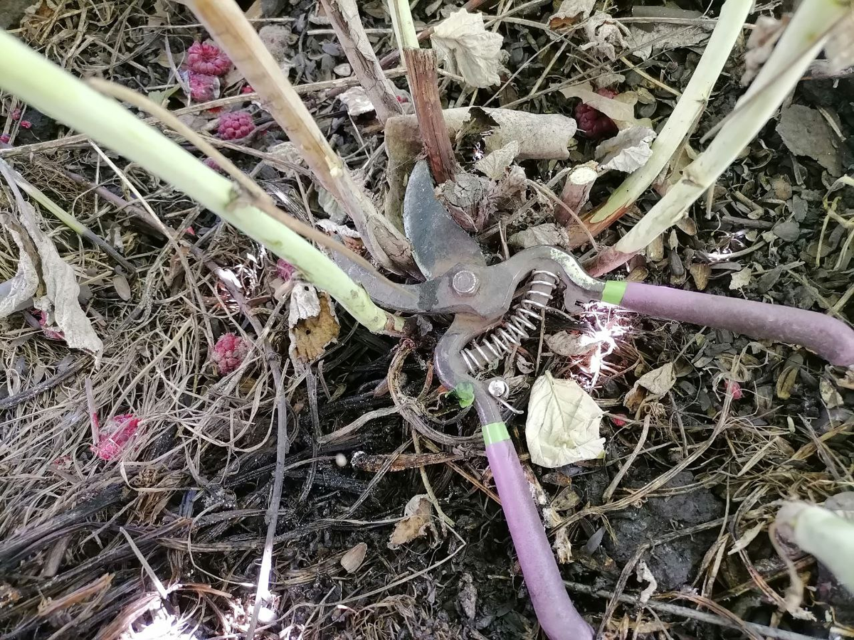 Обрезка малины в августе:  коричневые - старые, вырезаем; зеленые - молодые, оставляем, фото автора