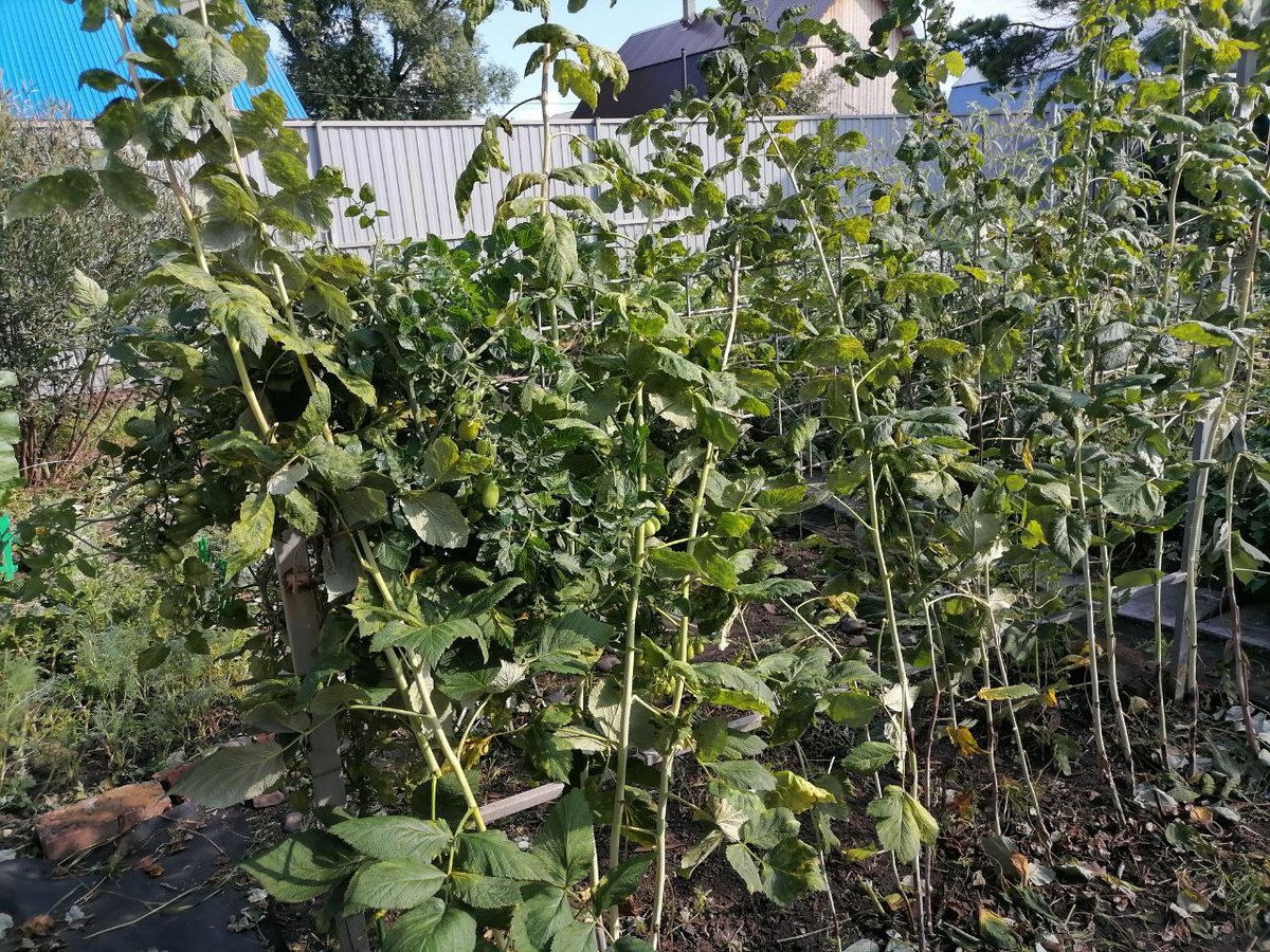 У меня ленточная посадка, проредила до 10-15 см между стеблями, фото автора