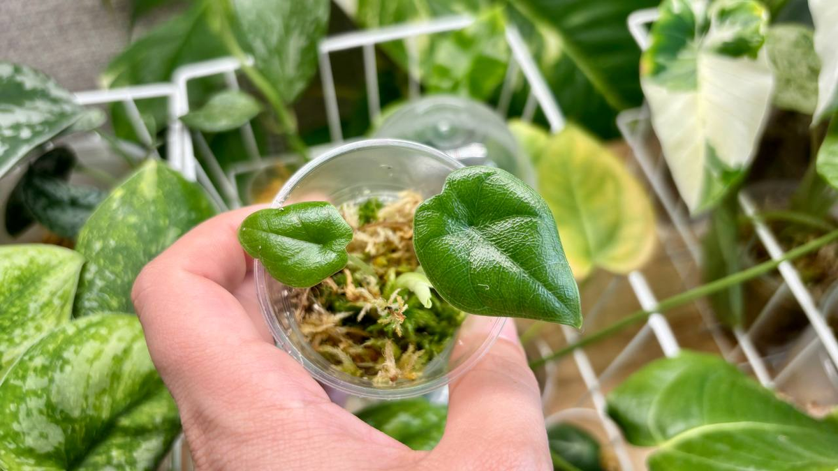 Алоказия Мело