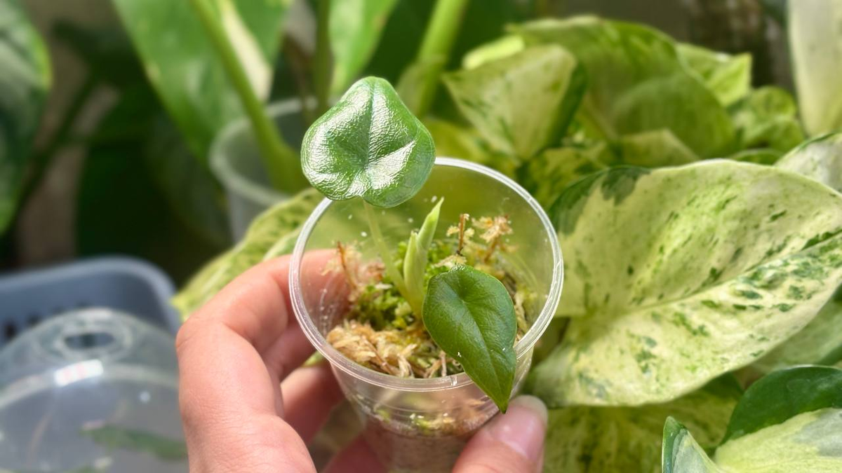 Алоказия Мело