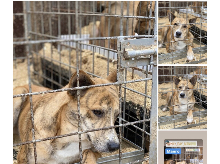     Фото iv.priyut.ru