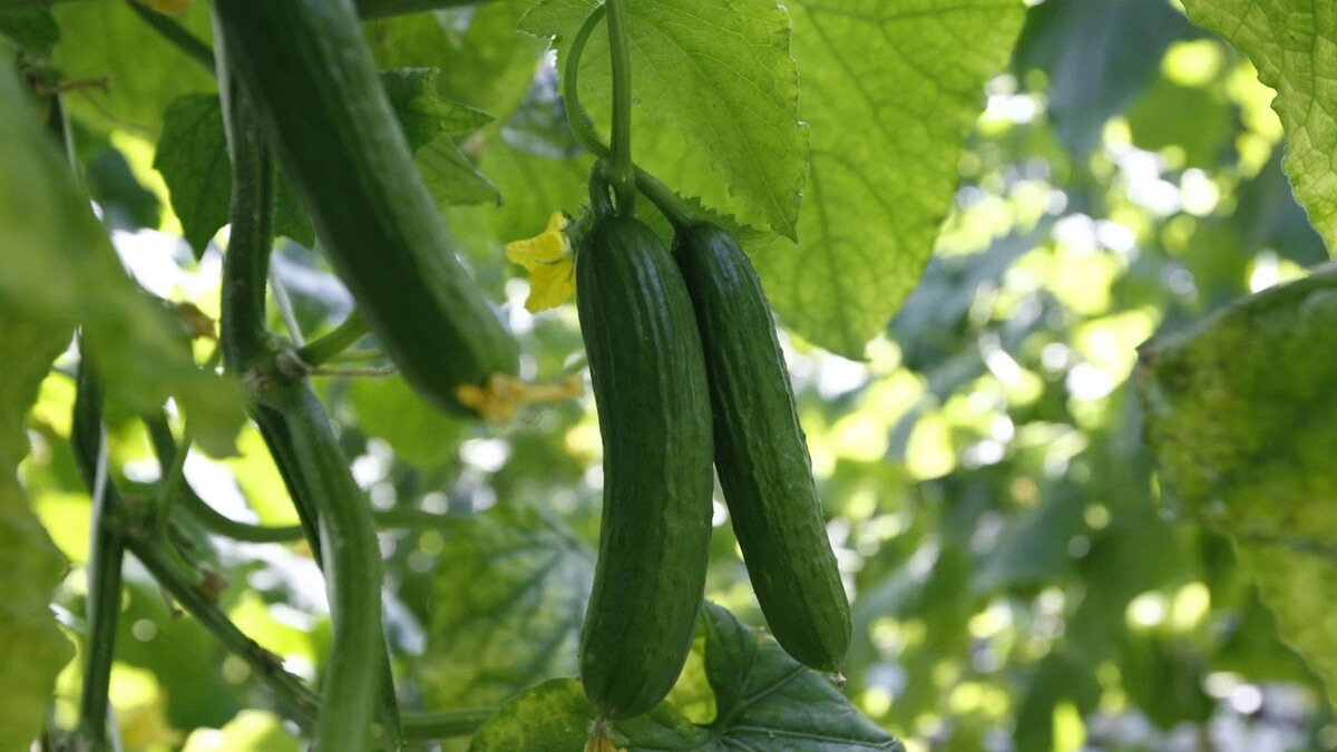    Фото: photos_adil/Shutterstock/Fotodom