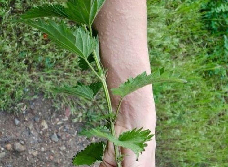 Сорняк, который кормит лучше удобрений: огородники настаивают его и получают рекордный урожай