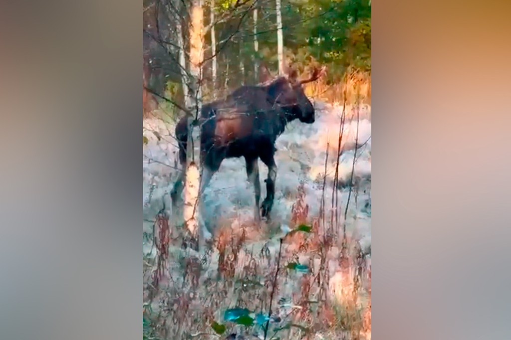    Фото © Скриншот видео