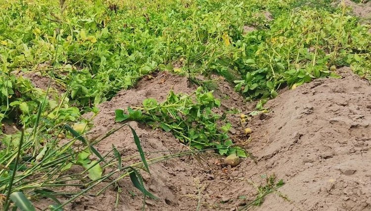    Фото: Лукьянов Дмитрий, AgroXXI.ru