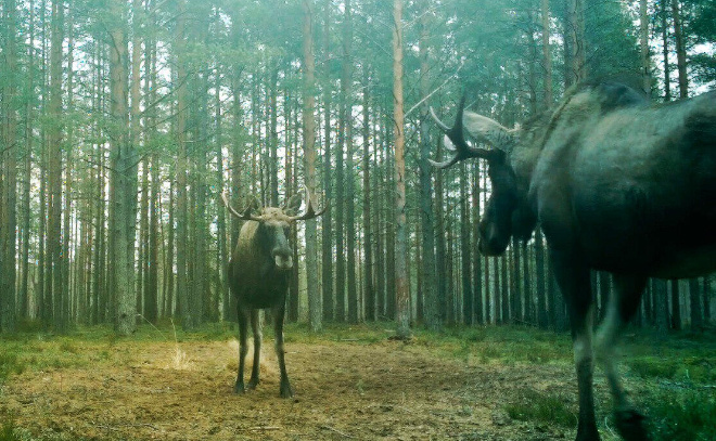    © Telegram-канал «Каждой твари по паре»