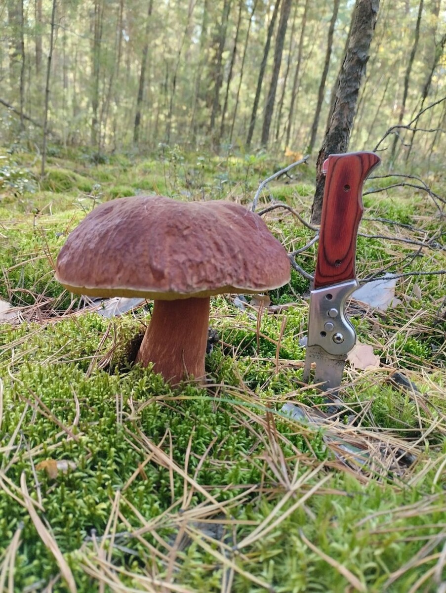    Грибы продолжают собирать в алтайских лесах. Источник: Грибы и Грибники Алтайского края / Vk.com