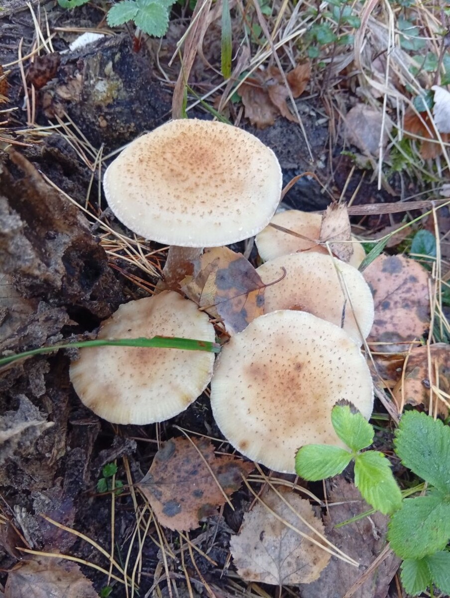    Грибы продолжают собирать в алтайских лесах. Источник: Грибы и Грибники Алтайского края / Vk.com