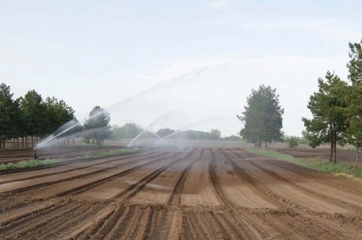    20-й по счету питомник создали в Волгоградской области