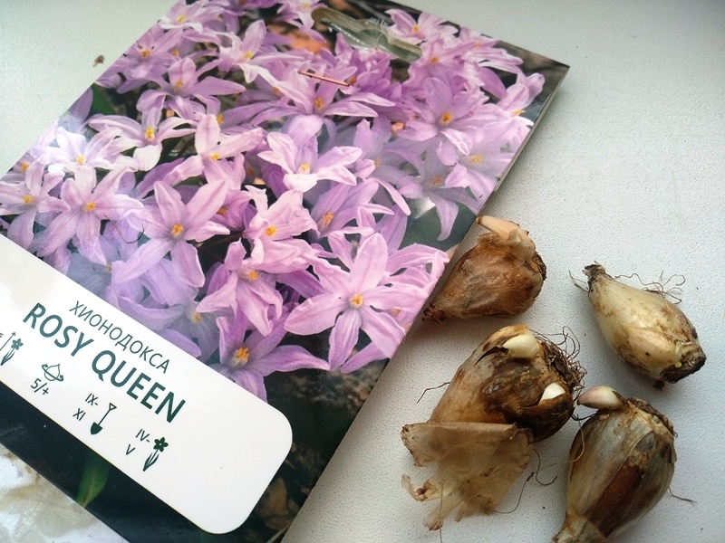 Луковички хионодоксы с детками