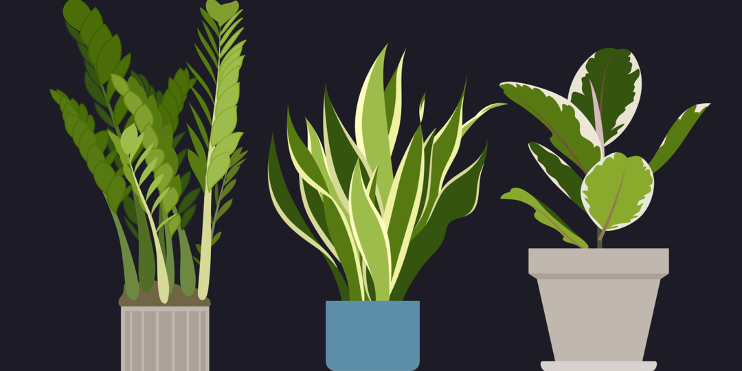Растения в интерьере: как выбирать и ухаживать