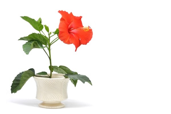 Источник фото shutterstock.com