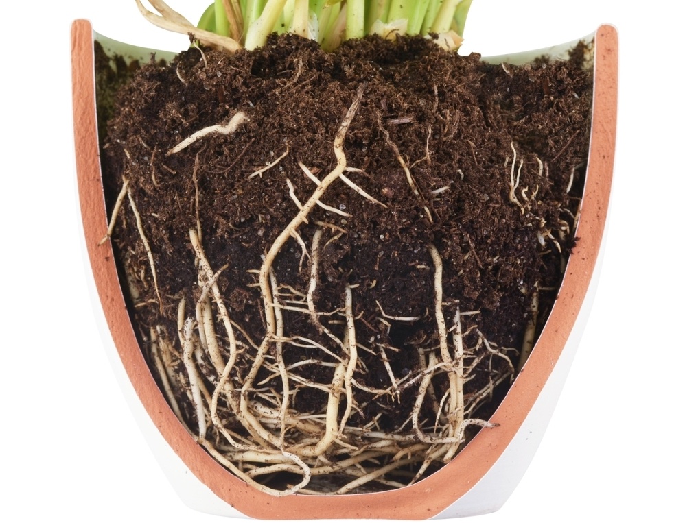 Источник фото shutterstock.com