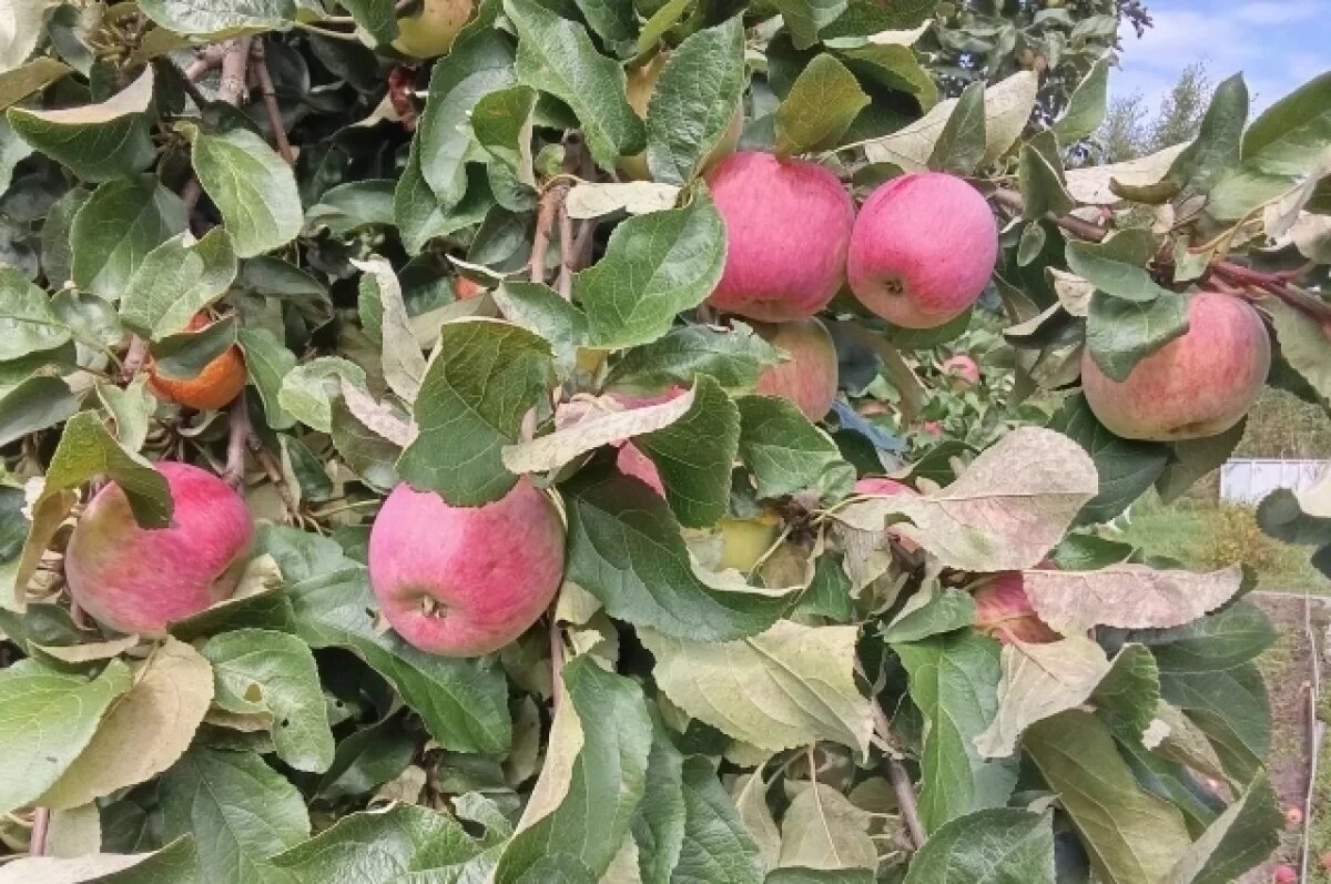    Севастопольцев задержали на краже шести мешков яблок