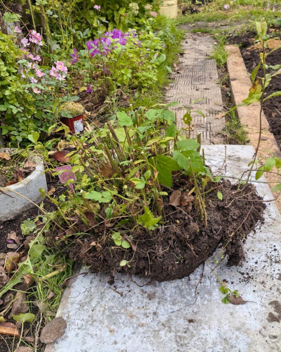 Выкопанный куст флоксов