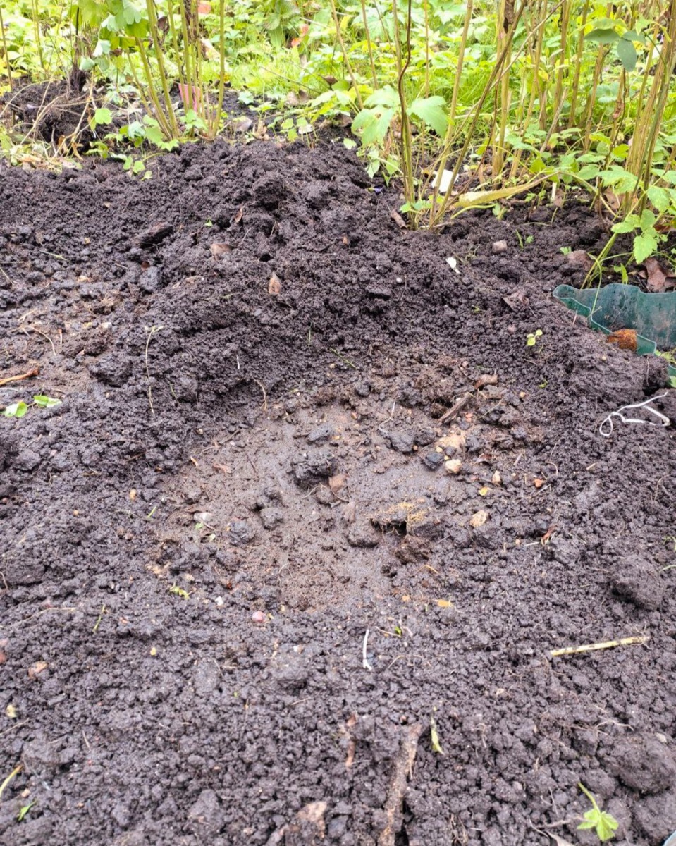 Посадочная яма для флокса