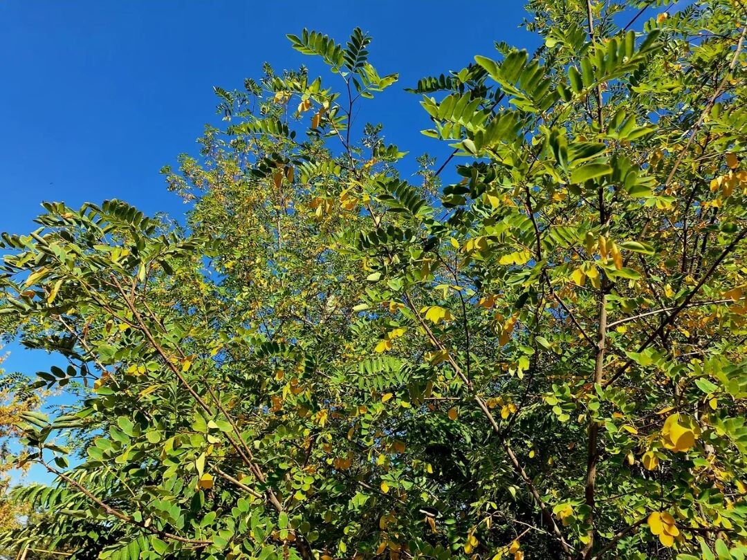 Осень.Донецк.Фото автора.