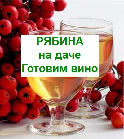 Как приготовить рябиновое вино