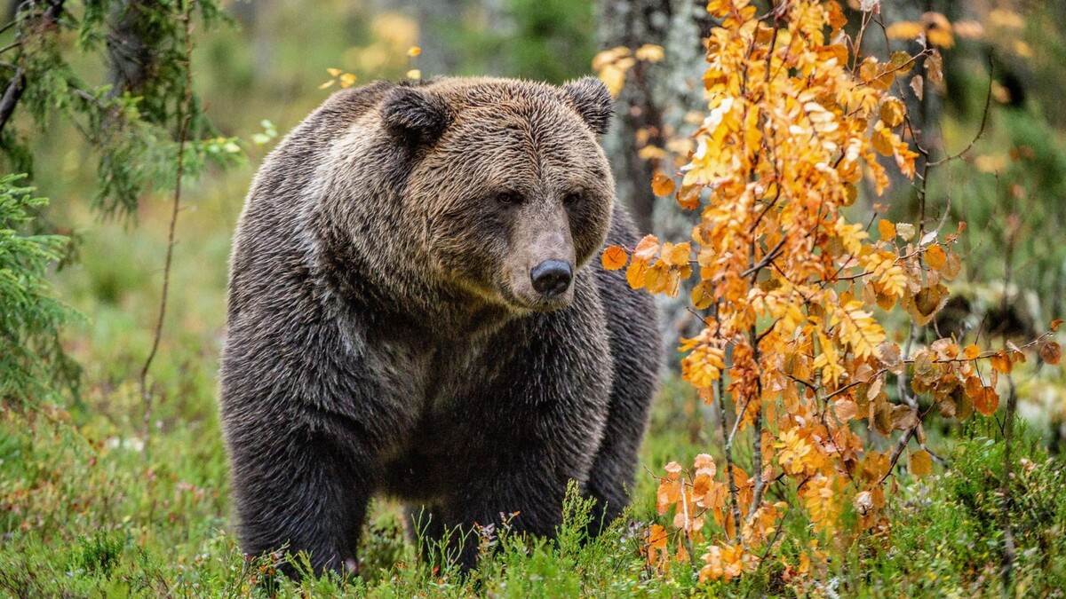    Фото: Sergey Uryadnikov/Shutterstock/Fotodom