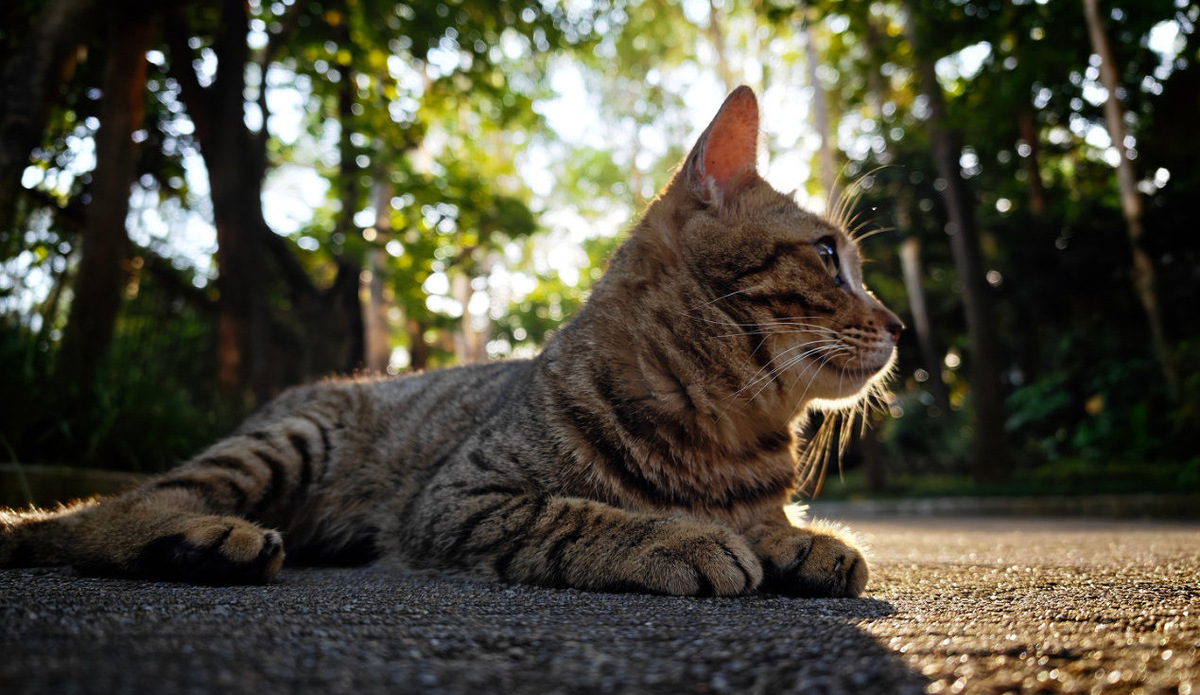 Фото Xiaomi  📷
