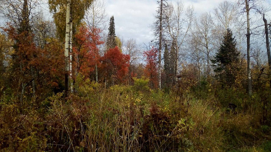    © ГСУ СК России по Красноярскому краю и Республике Хакасия