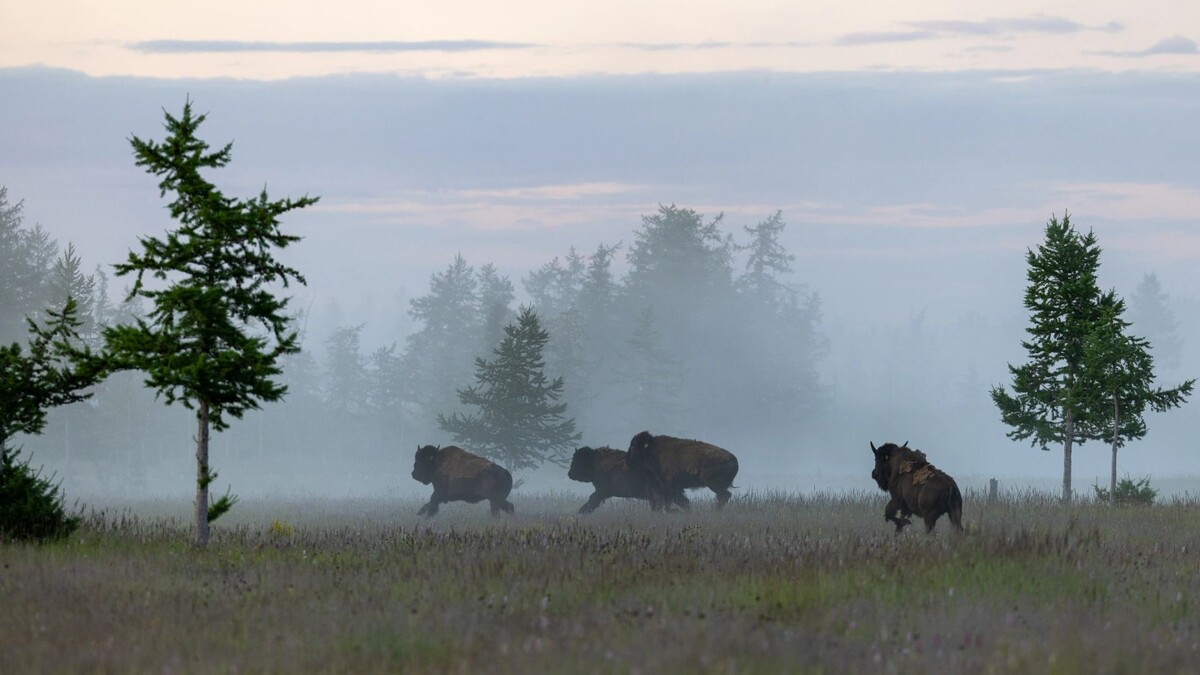    Фото: Юлия Чудинова / «Ямал-Медиа»