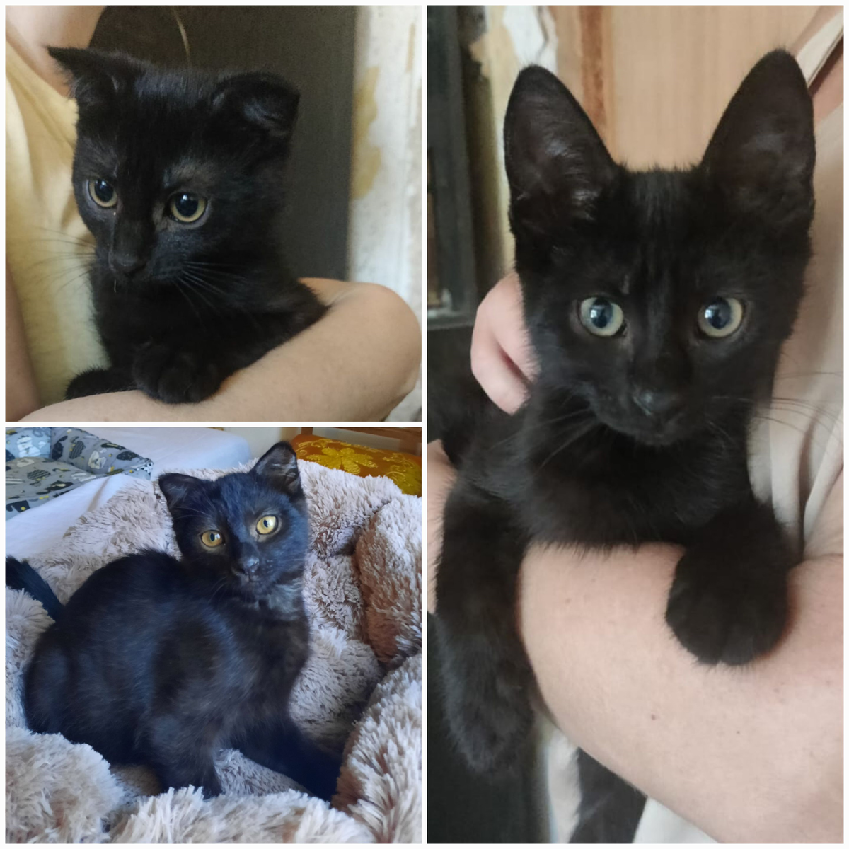 Малыши на передержке, в ожидании дома