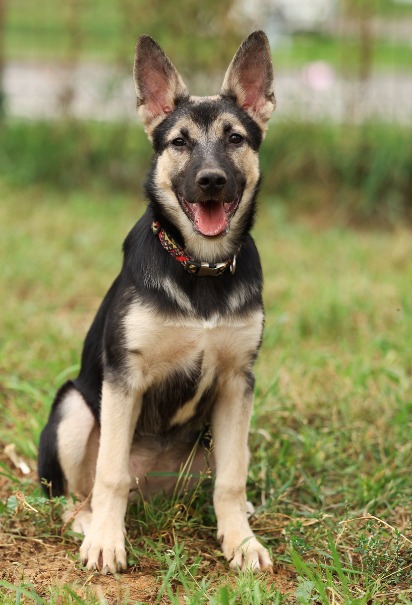 И самое интересное, что Василек об этом тоже знает:)