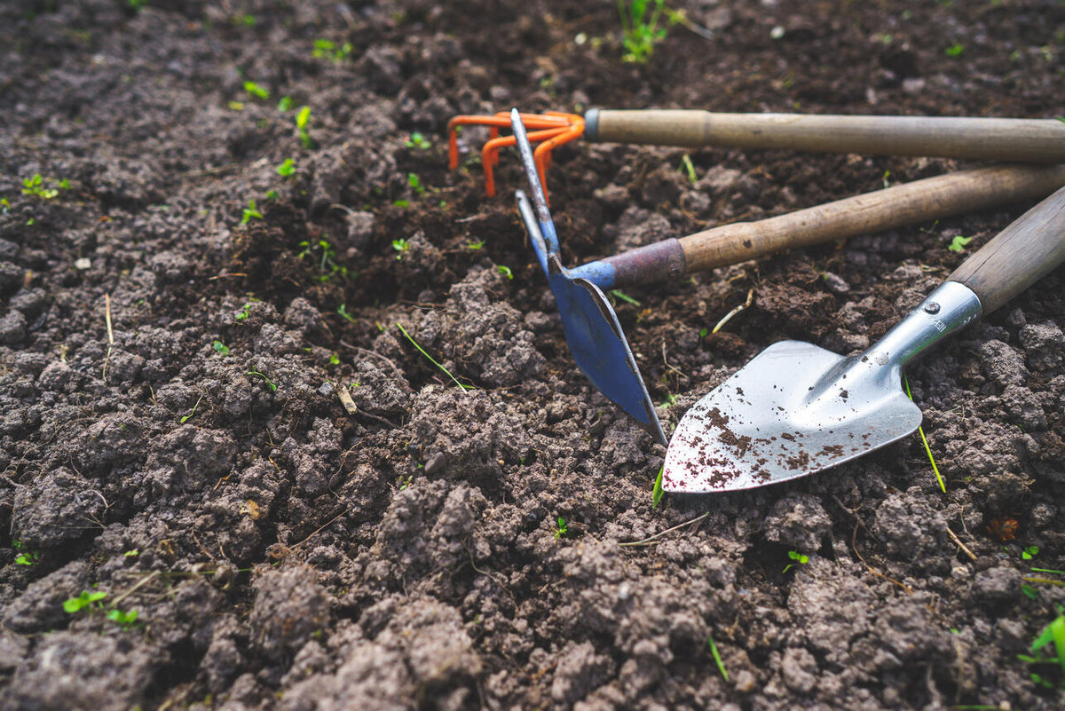    Огород 123RF/legion-media.ru