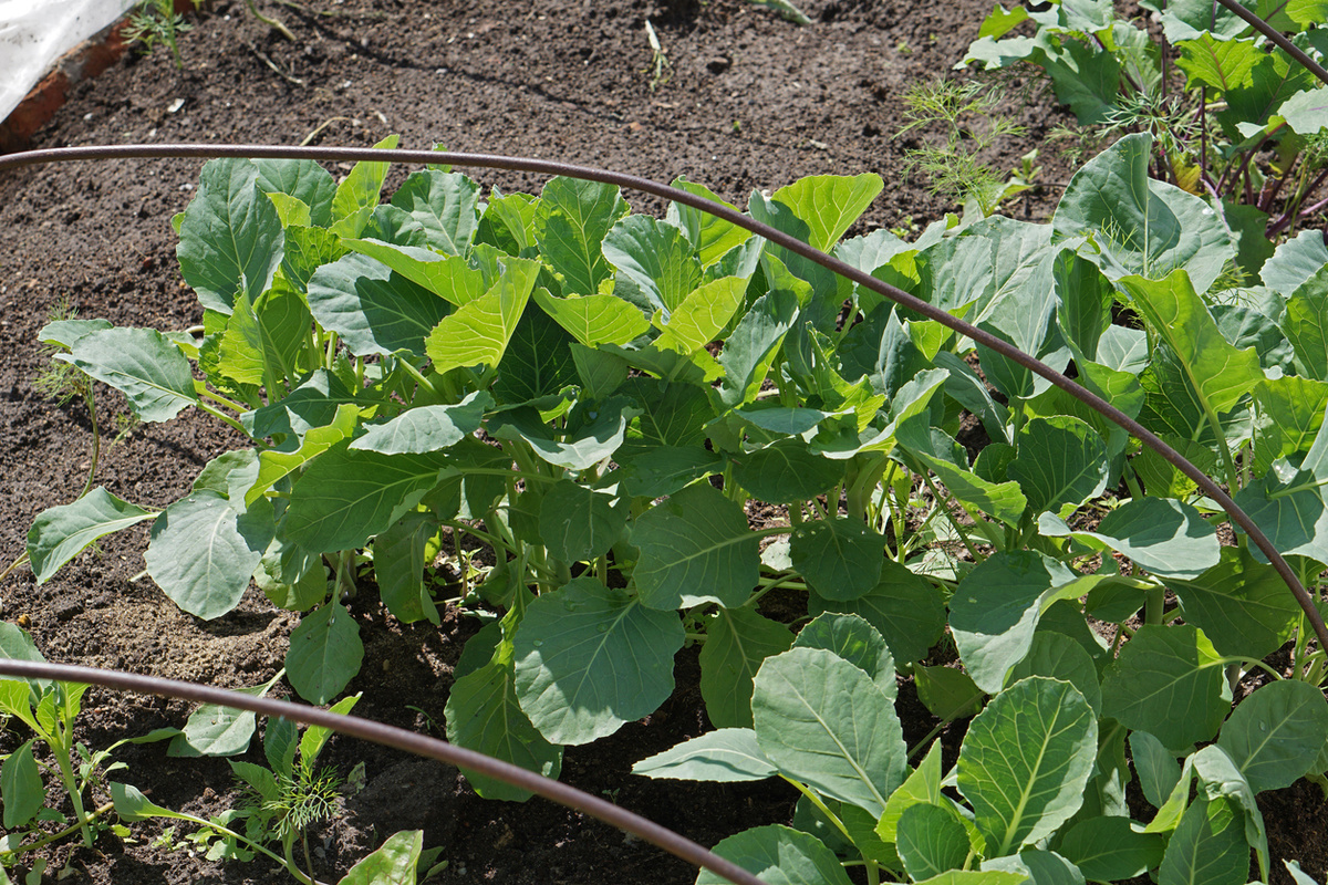    Может, и вправду стоит уже сейчас разбить на огороде грядку под капусту?