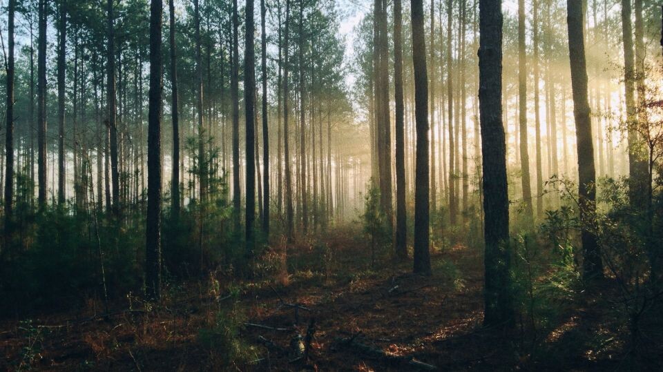   Лес. Источник: unsplash.com